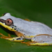 Andasibe Reed Frog - Photo (c) Philipp, some rights reserved (CC BY), uploaded by Philipp