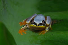 Heterixalus punctatus