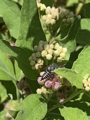 Coelioxys octodentatus