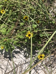 Helianthus debilis image