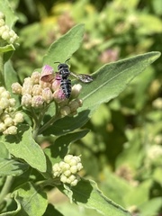 Coelioxys octodentatus