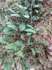 Boerhavia gracillima