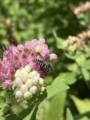 Coelioxys octodentatus