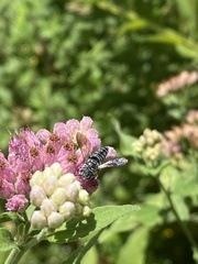Coelioxys octodentatus