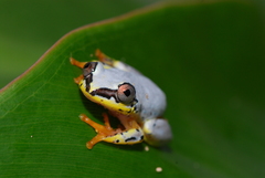 Heterixalus punctatus