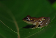 Heterixalus madagascariensis