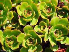 Aeonium lancerottense