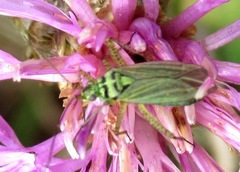 Oncotylus viridiflavus