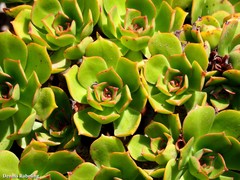 Aeonium lancerottense