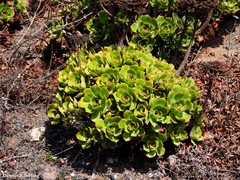 Aeonium lancerottense