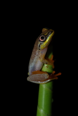 Heterixalus madagascariensis