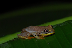 Heterixalus madagascariensis