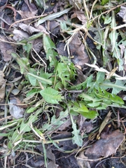 Taraxacum officinale