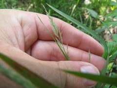 Muhlenbergia glabrifloris