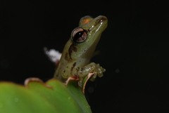 Guibemantis methueni