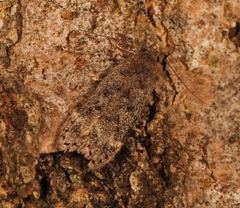Anacampsis populella