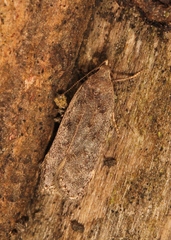 Anacampsis populella