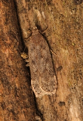 Anacampsis populella