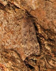 Anacampsis populella
