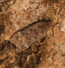 Anacampsis populella