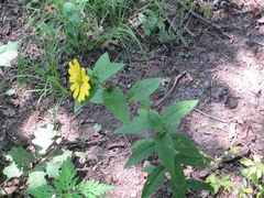 Silphium asperrimum
