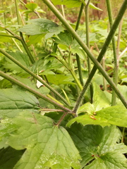Ranunculus lanuginosus