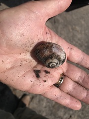 Gastropoda
