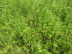Rudbeckia terranigrae