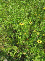 Rudbeckia terranigrae
