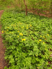 Ranunculus lanuginosus