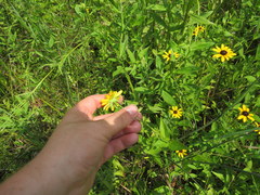 Rudbeckia terranigrae