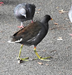 Gallinula chloropus