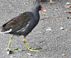 Gallinula chloropus