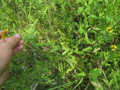Rudbeckia terranigrae