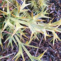 Aciphylla hookeri