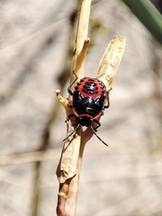 Eurydema spectabilis