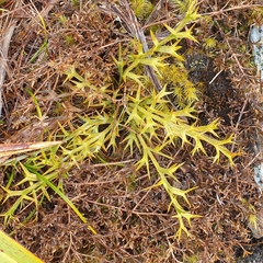 Aciphylla hookeri