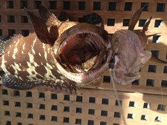 Epinephelus polyphekadion