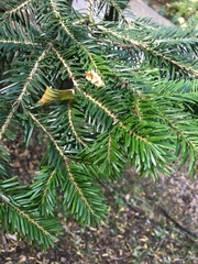 Abies × borisii-regis