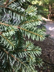 Abies × borisii-regis
