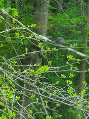 Dumetella carolinensis