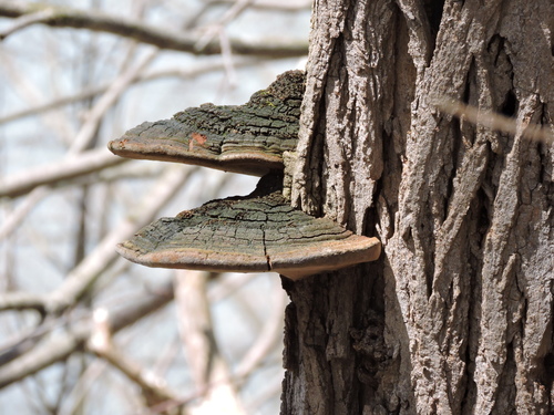 Cracked Cap Polypore
