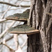 Cracked Cap Polypore - Photo (c) John Boback, some rights reserved (CC BY-NC), uploaded by John Boback