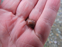 Littorina obtusata