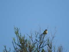 Artemisiospiza belli