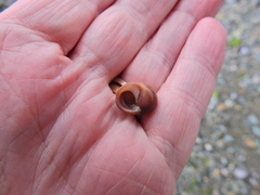 Littorina obtusata