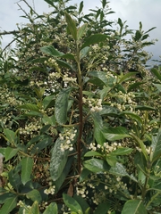 Lippia hirsuta