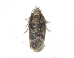 Chionodes formosella