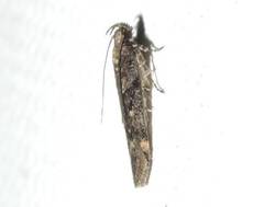 Chionodes formosella