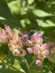 Coelioxys octodentatus